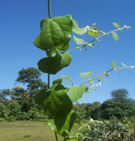 Cocculus hirsutus L. Family-Menispermaceae Hindi name- Tildhara English name- Location-Shivaji Nagar, Bhopal Distribution- India and Pegu; also in Tropical Africa.