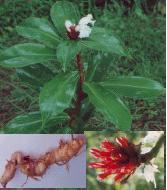 Costus speciosus (Koenig ex Retz.)J.E.Smith Family Zingiberaceae Hindi name- Kebu, Kenna, Keyu English name- Wild zinzer Location - common Distribution- Through out India in moist location.