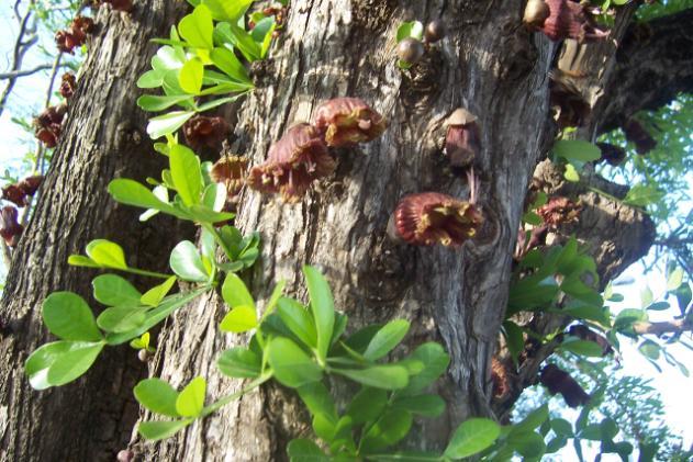Crescentia cujete Family-Bignoniaceae Hindi name-bilayati Bel English Name- The Calabash tree Location-Ekant Park, Bhopal Distribution- Throughout India.a native of Tropical America.