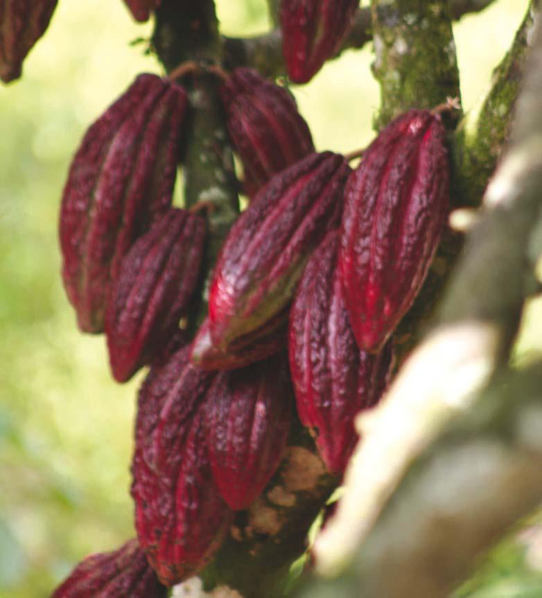 The ICCO distinguishes between fine flavor cocoa beans and bulk cocoa beans.