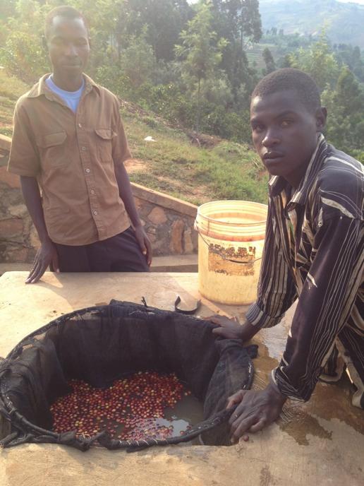 Africa Flotation Daily or pickings handsorting of at drying Fermentation and