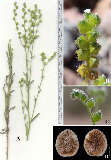 Felger et al.: Southwestern Arizona Flora, Berberidaceae, Bignoniaceae, and Boraginaceae 20 Figure 12. Cryptantha pterocarya var. cycloptera. Alamo Wash: (A) 5 Mar 2014; (B) 11 Mar 2014.