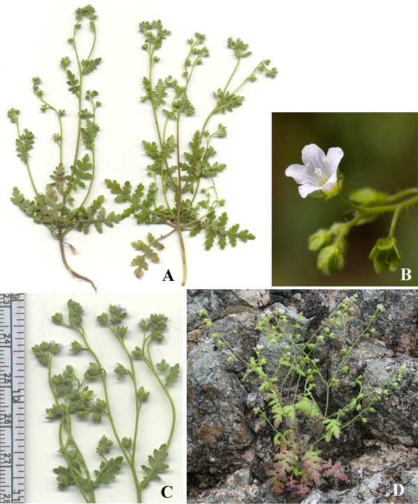 Felger et al.: Southwestern Arizona Flora, Berberidaceae, Bignoniaceae, and Boraginaceae 23 Figure 14. Eucrypta chrysanthemifolia var. bipinnatifida. (A) Estes Wash, 28 Feb 2009.