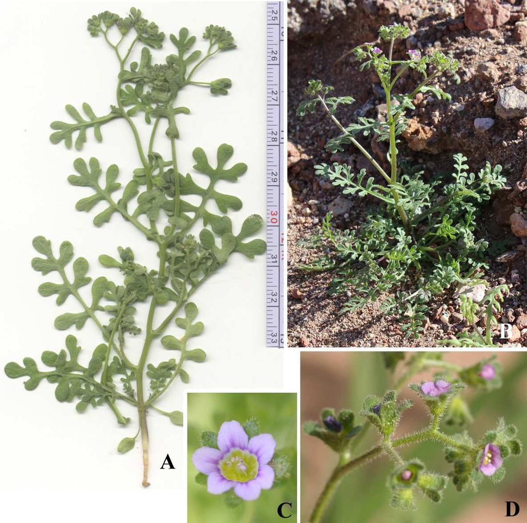 Felger et al.: Southwestern Arizona Flora, Berberidaceae, Bignoniaceae, and Boraginaceae 24 Eucrypta micrantha (Torrey) A. Heller Desert hideseed; peluda. Figure 15.