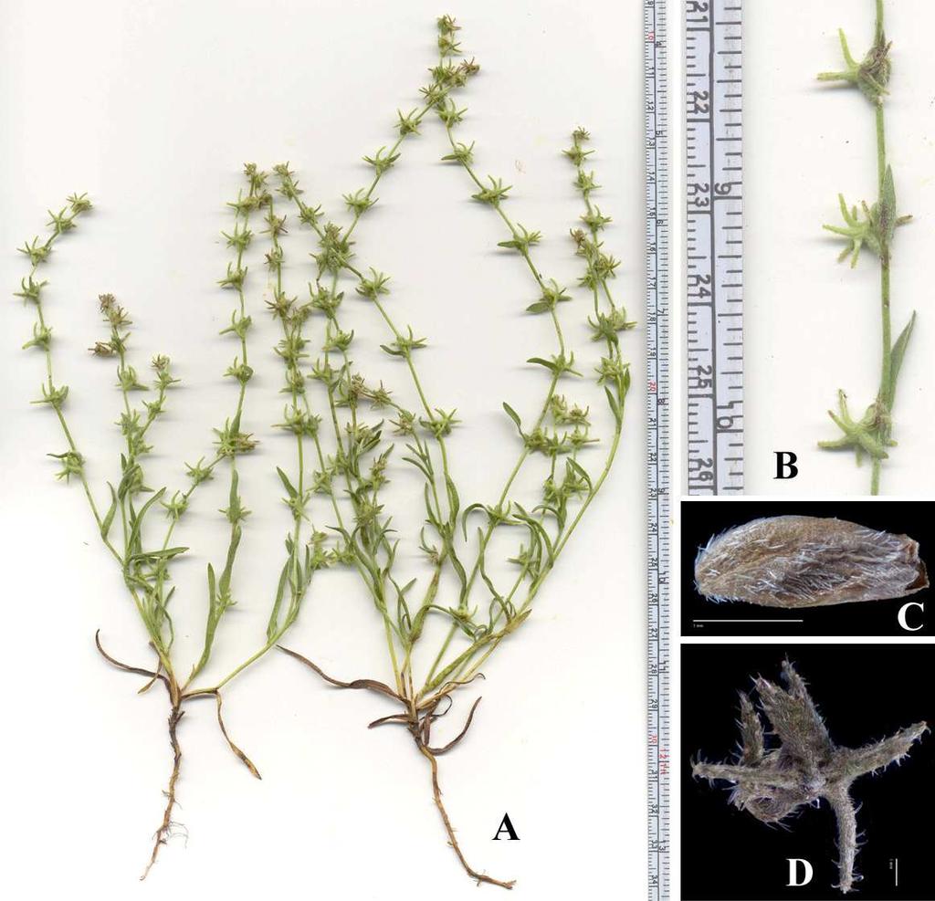 Felger et al.: Southwestern Arizona Flora, Berberidaceae, Bignoniaceae, and Boraginaceae 26 Figure 16. Harpagonella palmeri. (A & B) Var. arizonica, Bull Pasture, 7 Mar 2014.