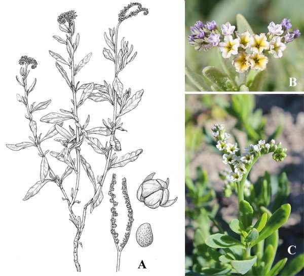Felger et al.: Southwestern Arizona Flora, Berberidaceae, Bignoniaceae, and Boraginaceae 27 Figure 17. Heliotropium curassavicum var. oculatum. (A) By Lucretia Breazeale Hamilton.