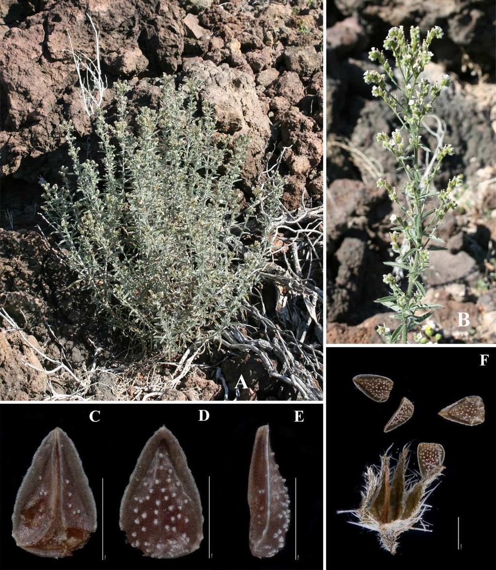 Felger et al.: Southwestern Arizona Flora, Berberidaceae, Bignoniaceae, and Boraginaceae 30 Figure 19. Johnstonella holoptera.