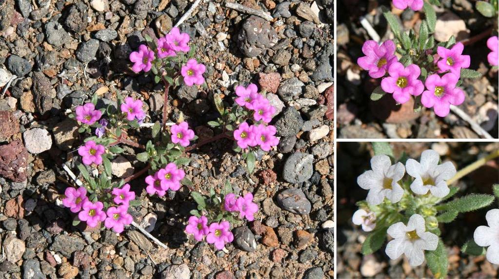 Felger et al.: Southwestern Arizona Flora, Berberidaceae, Bignoniaceae, and Boraginaceae 34 Figure 22. Nama demissum 