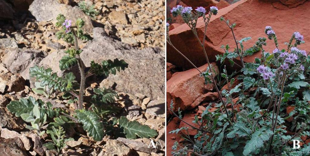 Felger et al.: Southwestern Arizona Flora, Berberidaceae, Bignoniaceae, and Boraginaceae 42 Figure 28. Phacelia bombycina. (A) Hills west of Coffeepot Mtn, Sauceda Mts, Pima Co., 25 Feb 2012.