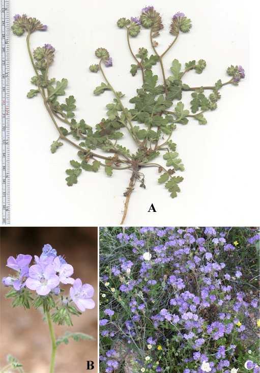 Felger et al.: Southwestern Arizona Flora, Berberidaceae, Bignoniaceae, and Boraginaceae 46 Figure 31. Phacelia distans.