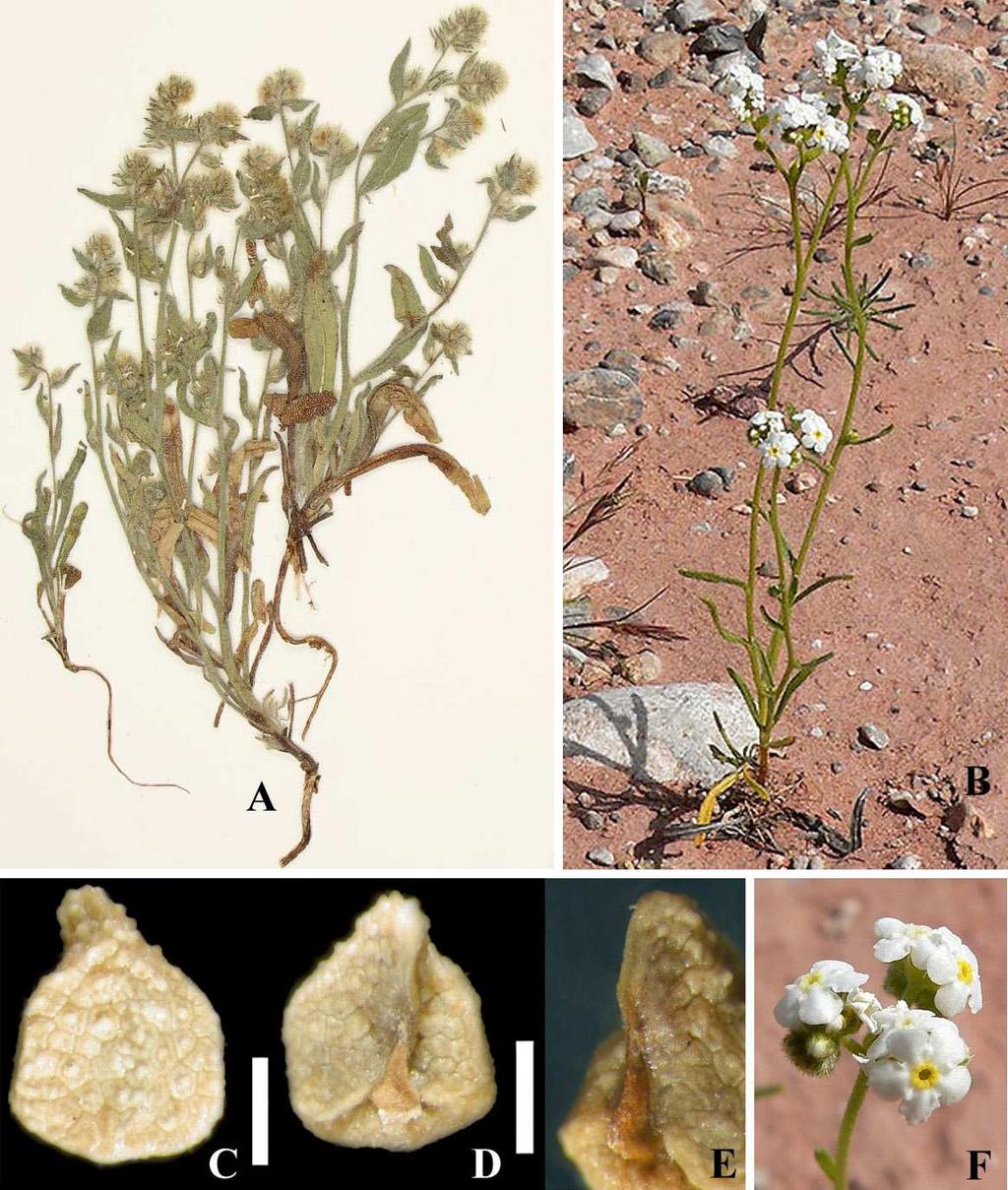 Felger et al.: Southwestern Arizona Flora, Berberidaceae, Bignoniaceae, and Boraginaceae 54 Southern California to southwestern Utah, Arizona, and northern Sonora.