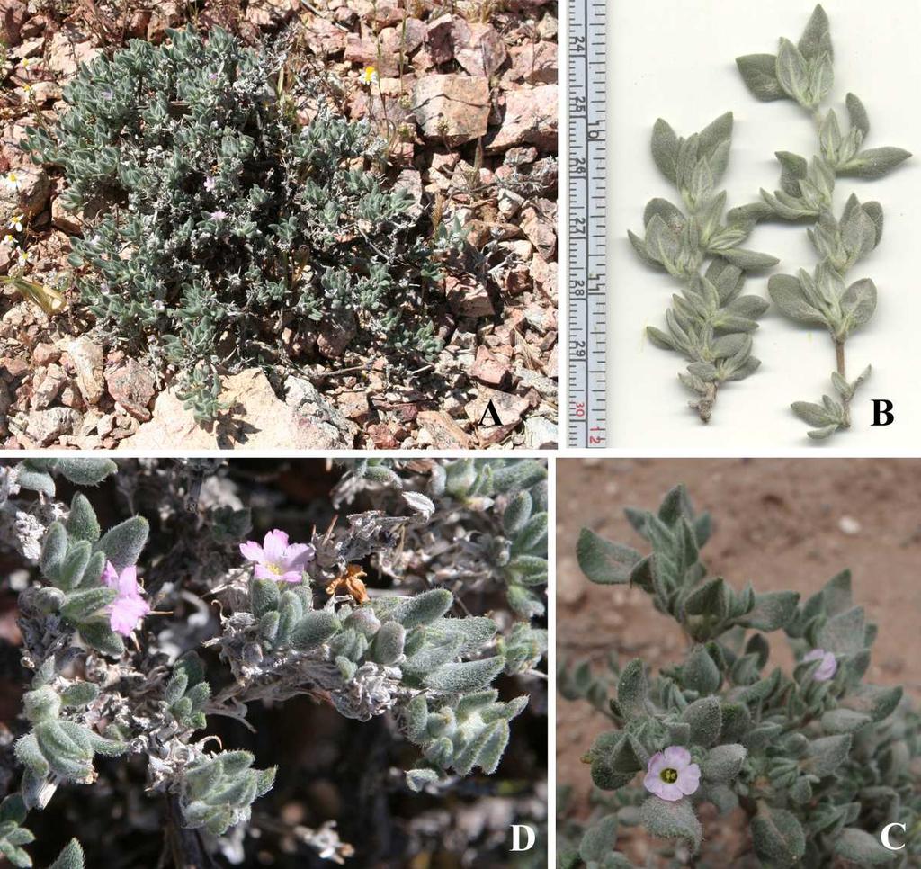 Felger et al.: Southwestern Arizona Flora, Berberidaceae, Bignoniaceae, and Boraginaceae 55 Tiquilia Small, low-growing herbaceous or subshrub perennials, sometimes flowering in first season.