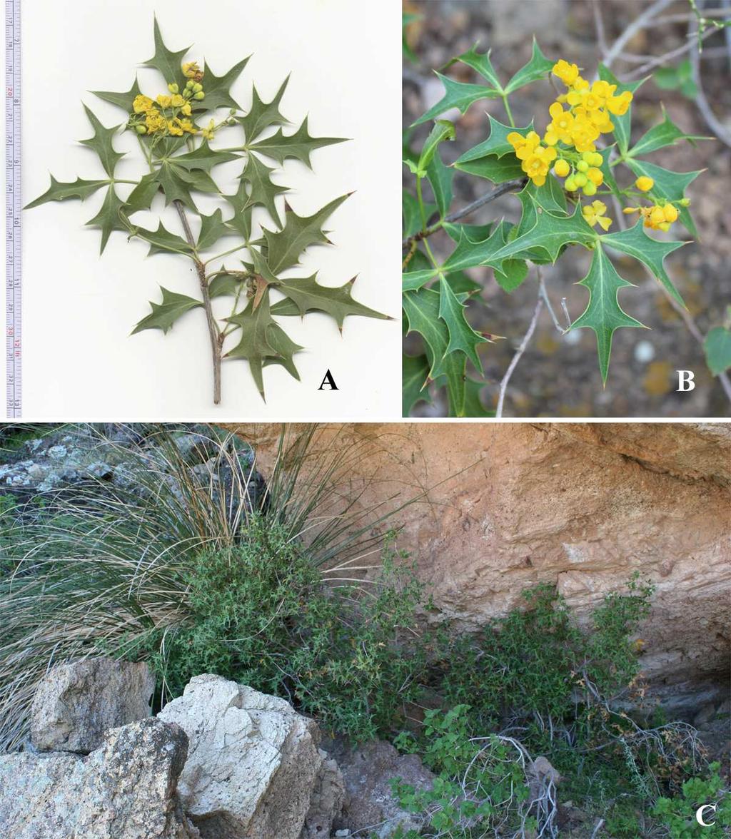 Felger et al.: Southwestern Arizona Flora, Berberidaceae, Bignoniaceae, and Boraginaceae 6 Figure 3. Berberis harrisoniana.