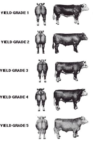 The more fat over the rib eye, the higher the yield grade. Of all the yield grade factors fat has the most impact on final yield grade.