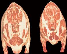 Rib eye areas smaller than required by a carcass weight results in increasing the yield grade. If rib eye is larger then the yield grade is lowered.
