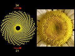 Figure : In most daisy or sunflower blossoms, the