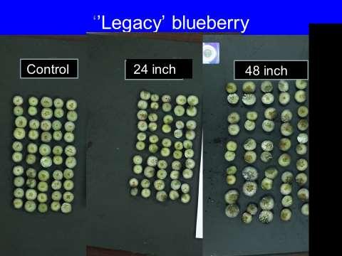 Fig. 9 Effect of Legacy blueberries falling 24- or 48-inches onto a catch plate.