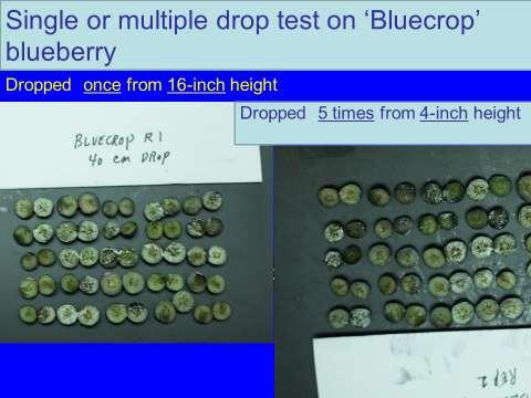 study in which Bluecrop blueberries were dropped once onto a hard surface from 16-inch height