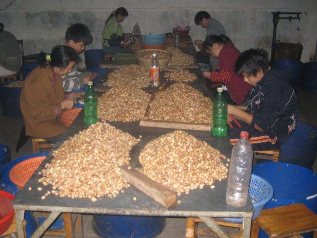 Hand splitting Calif pistachios in Foshan,