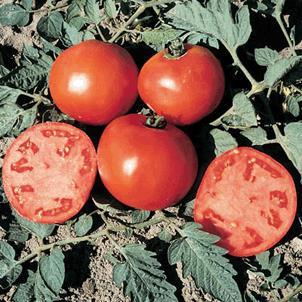 'Celebrity' Tomato Solanum lycopersicum Days to Maturity: 70 Determinate variety plants stay compact