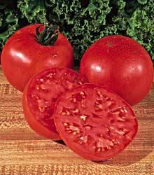 Produces large tomatoes, averaging 10-12 oz.