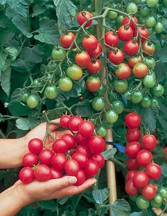 'Sweet Million Hybrid' Tomato Solanum lycopersicum Soil: Moist, rich, well-drained Days to Maturity: 65 Fruit: Red Habit: Vining
