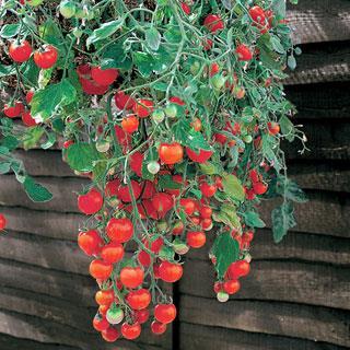 'Tumbling Tom' Red Hybrid Cherry Tomato Solanum lycopersicum Soil: Well drained Days to Maturity: 70-80 Deliciously sweet,