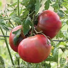 Cherokee Purple' Heirloom Tomato Solanum lycopersicum Days to