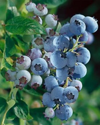 ripening, medium size berries