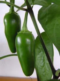 plants, produce hottest peppers