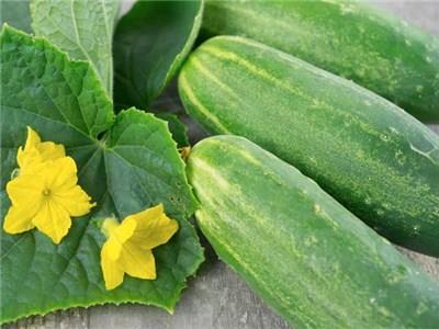 'Straight Eight' Cucumber Cucumis sativus Soil: Moist, rich, well-drained Days to Maturity: 50 to 75 days Fruit Color: Dark green Fruit