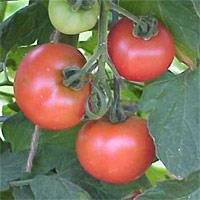 'Amelia' Tomato Solanum lycopersicum Days to Maturity: 75 One of the most disease resistant varieties available!