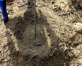 Loosely bind the plant with the stick using thin jute rope (degradable) Trim the tip of the planted sapling, and water the plant 8.