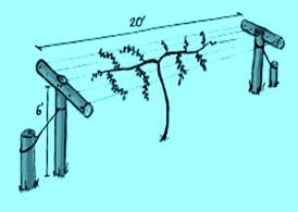 9. Trellises & Plant Training The ICIMOD advises that: Kiwifruit is a deciduous plant and climber in nature.