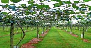 Pruning Kiwi pruning is done during the winter (December to February) every year: First Year: Develop one straight trunk by tying it loosely to the stake as it grows;