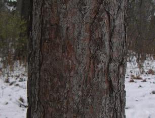 Pinus resinosa / RED PINE Similar to Scots pine (Pinus sylvestris) and Austrian pine (Pinus nigra).