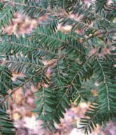 Tsuga canadensis / Eastern Hemlock Similar to balsam fir (Abies balsamea).