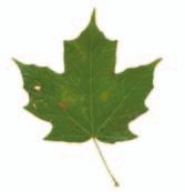 Acer saccharum / Sugar Maple Similar to black maple (Acer nigrum); hybrids are common.