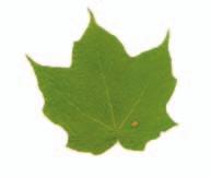 Similar to Norway maple (Acer platanoides).