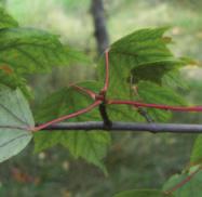 Acer rubrum / Red Maple Hybridizes with silver maple; intermediate forms often