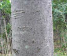 smooth, light grey Mature Bark dark greyish-brown; scaly ridges peeling at