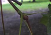 cm long Buds large, blunt, reddish-purple or purplish-green; 3-4 mm long Twigs stout, straight, purplish