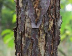 Juglans nigra / Black Walnut Similar to butternut (Juglans cinera).