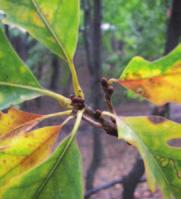 side buds; 3-5 mm long Twigs greenish to reddish, becoming grey; smooth; moderately stout Young Bark scaly Mature Bark