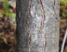 Quercus rubra / Red Oak Similar to black oak (Quercus velutina); Hybridizes with black oak.