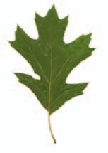 Quercus velutina / Black Oak Similar to red oak (Quercus rubra);