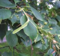 capsules; found in clusters hanging on long stalks from a long, narrow, leaf-like bract;