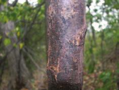 Ostrya virginiana / Ironwood Similar to blue-beech (Carpinus carolininana).