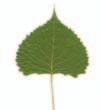 fine, irregular teeth; 3-7 cm long; leafstalk often longer than the blade, causing leaves to