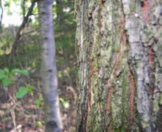 Ulmus americana / White Elm Similar to rock elm (Ulmus thomasii) and slippery elm (Ulmus rubra).